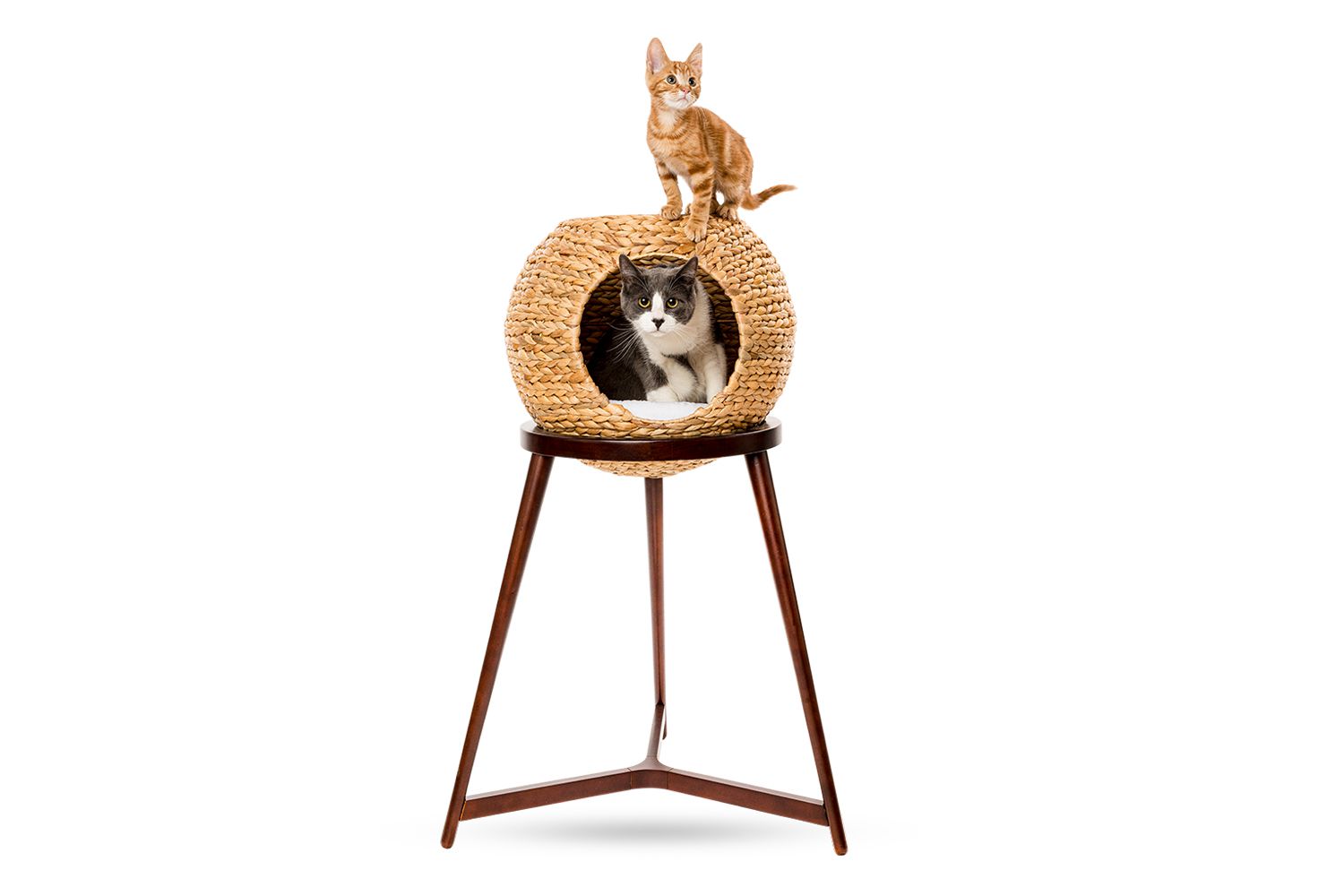 Whisker Cat Orb
