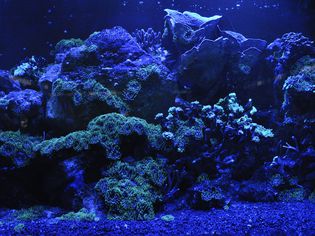 水族馆的灯光