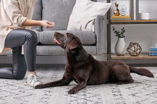 训练一只巧克力拉布拉多寻回犬
