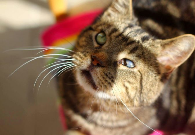 猫的特写