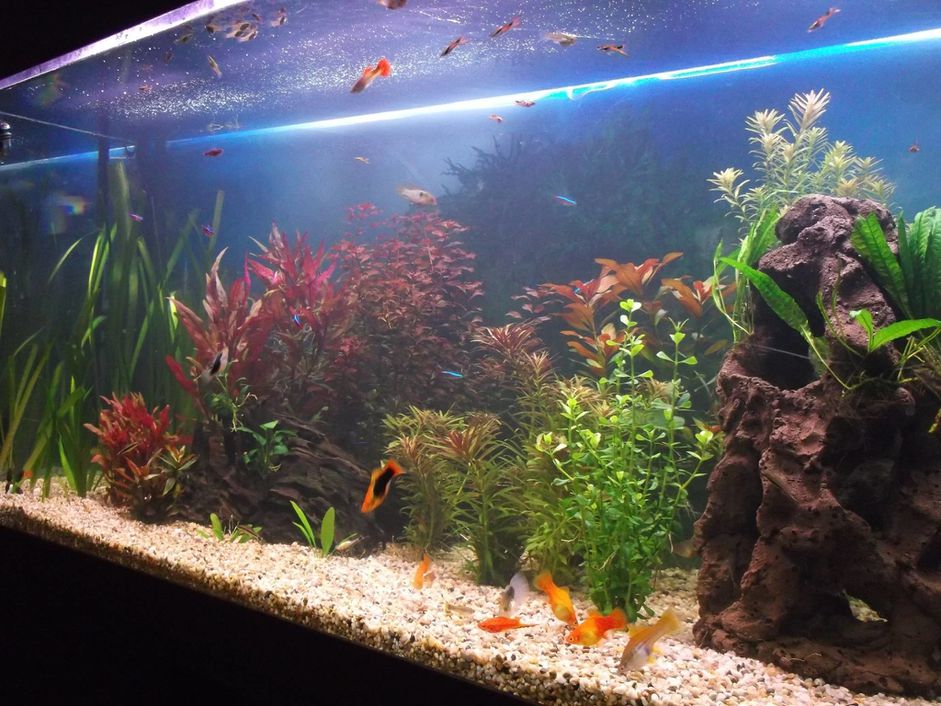在水族馆里游泳的鱼