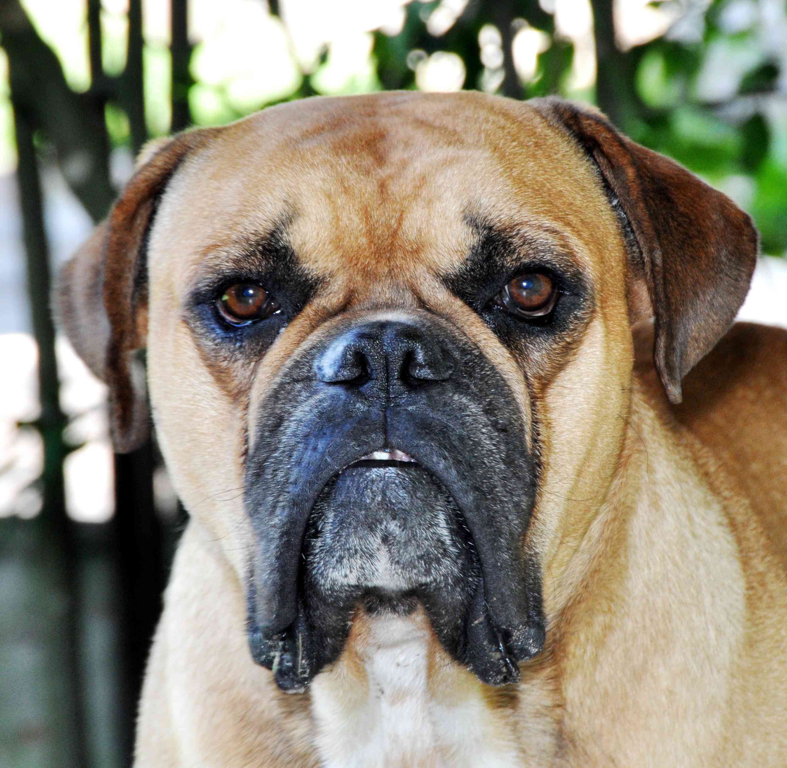 Campeiro斗牛犬
