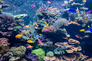 水族馆里五颜六色的鱼和珊瑚