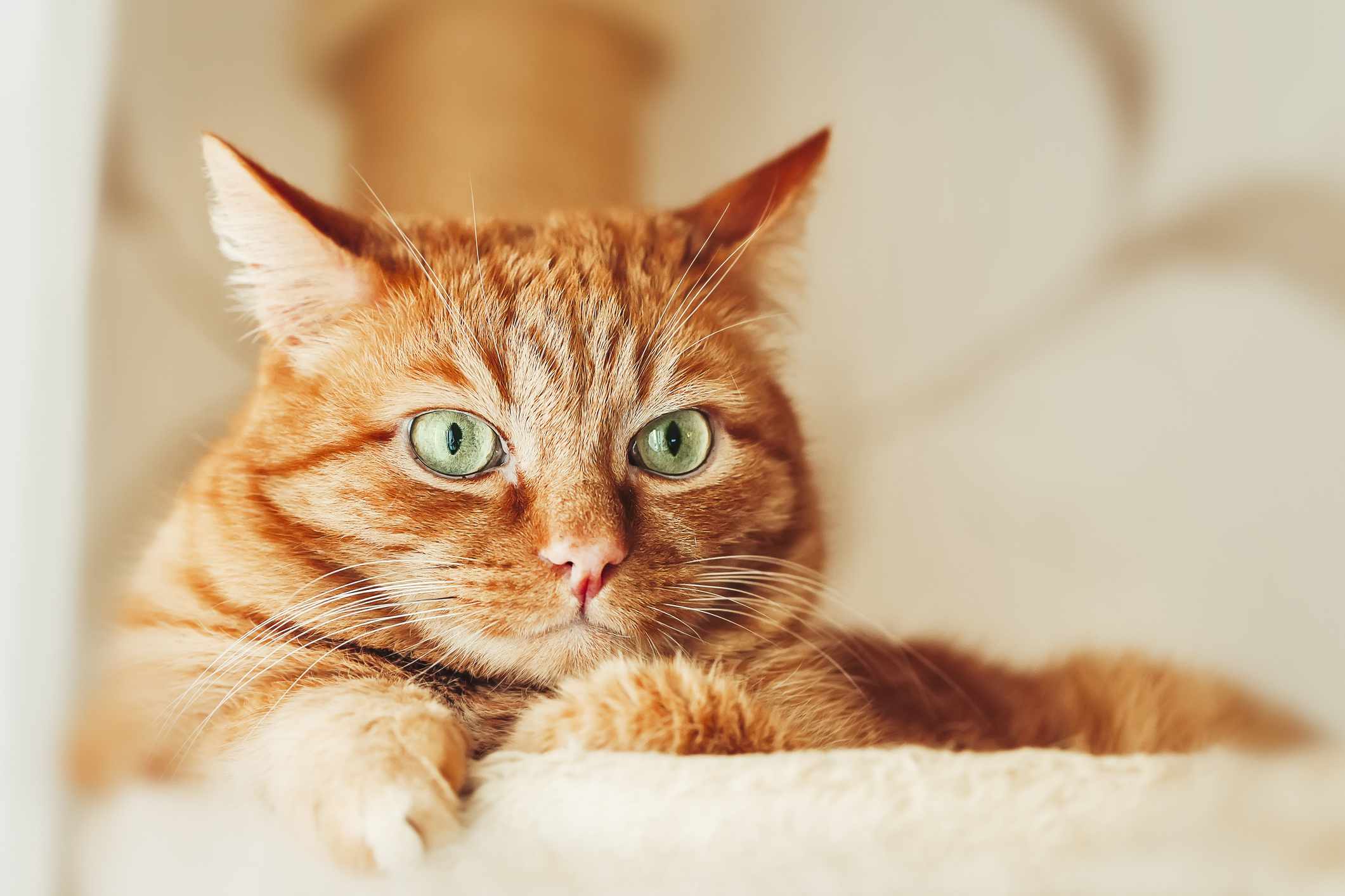 橙色的猫，绿色的眼睛
