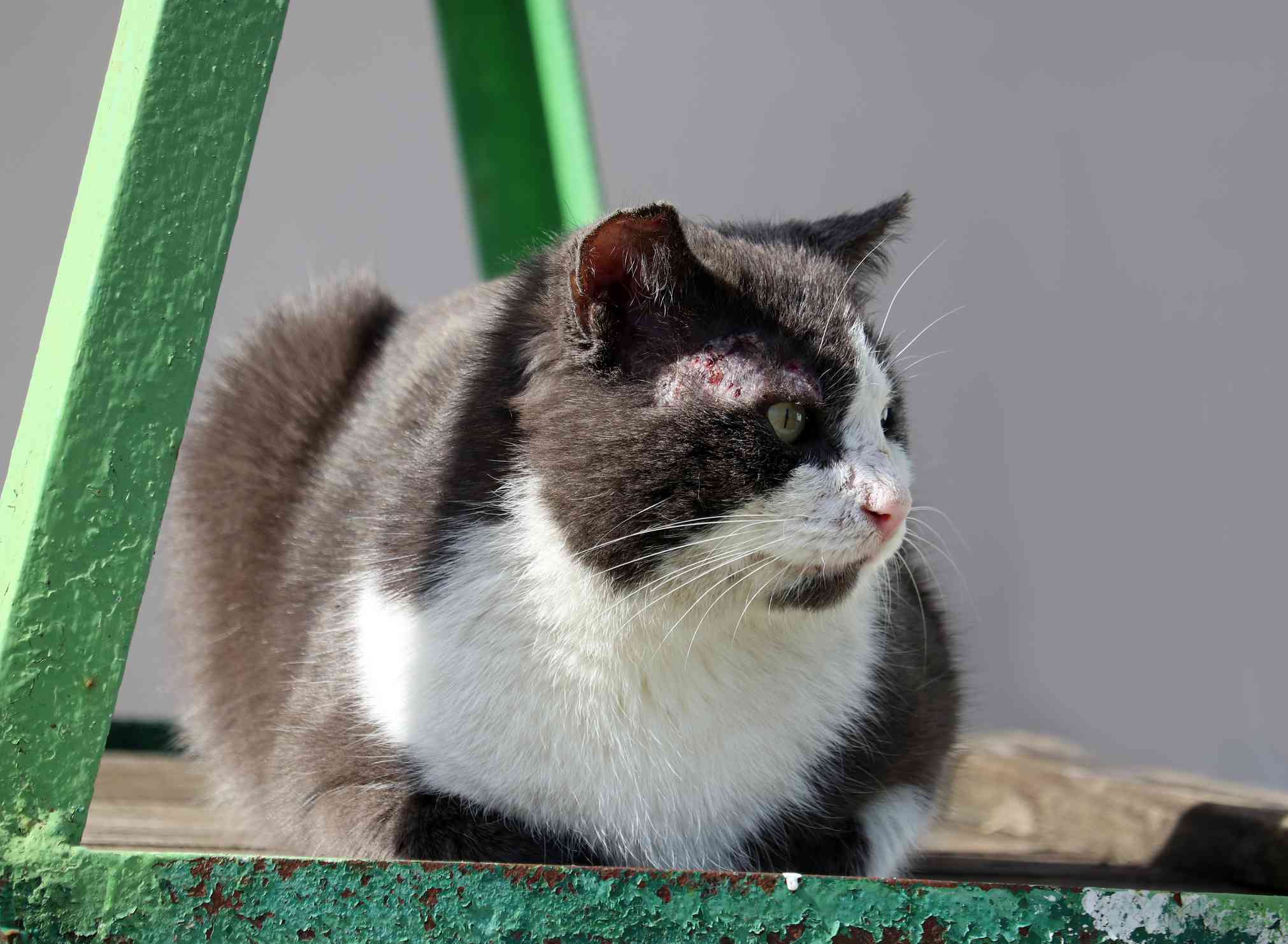 黑色的黑色的猫和熊。