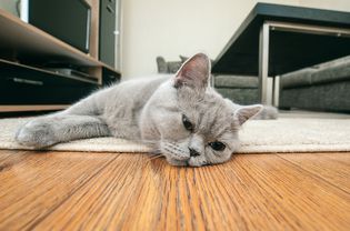 在猫的魔法上