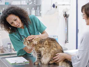兽医在兽医诊所检查猫