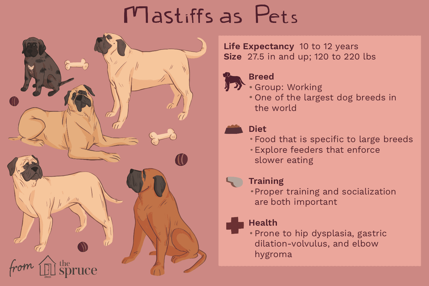 藏獒:犬种特征及护理