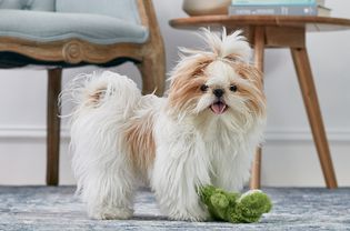 shih tzu puppy with a toy