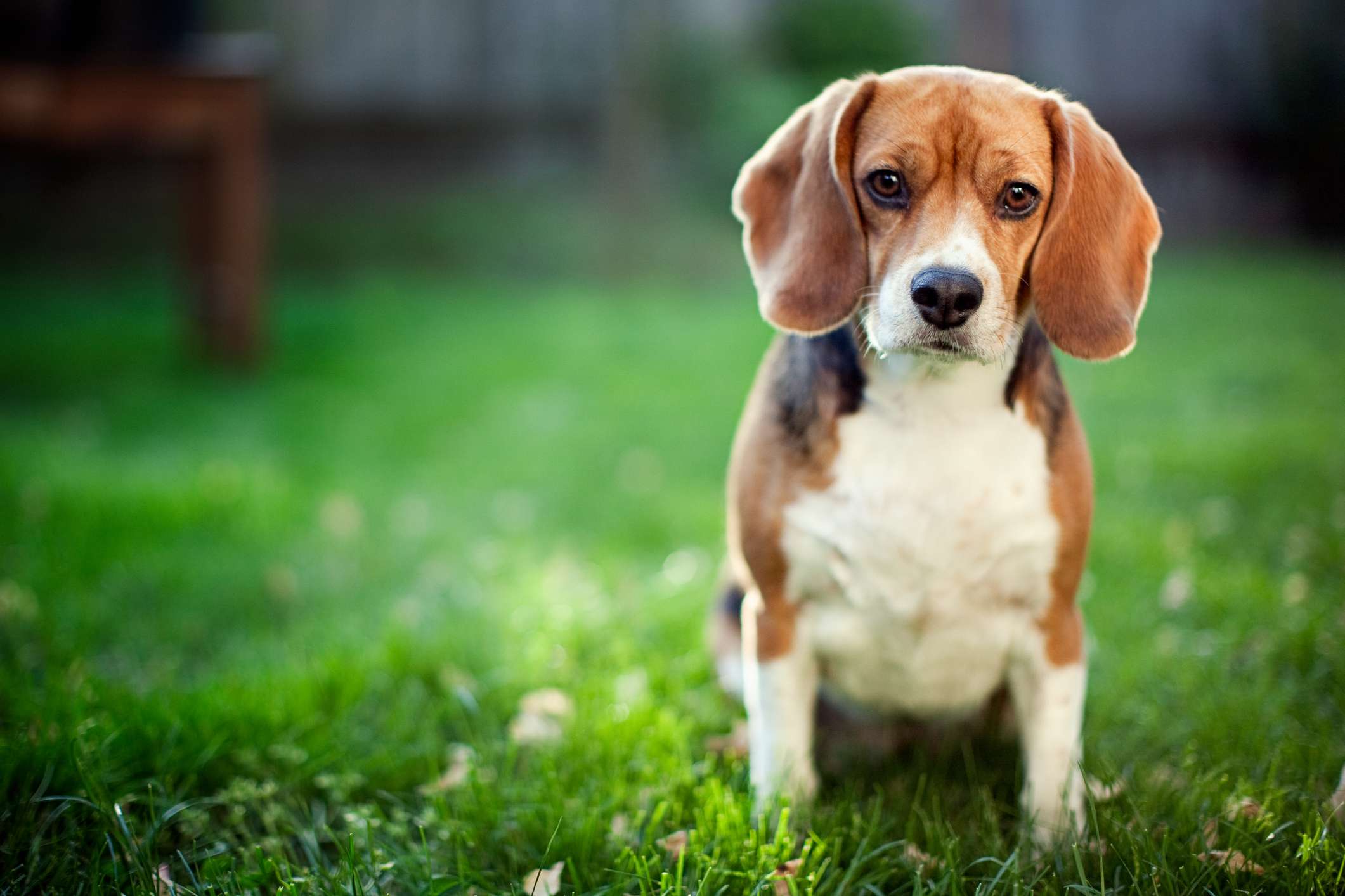 小猎犬坐在草地上