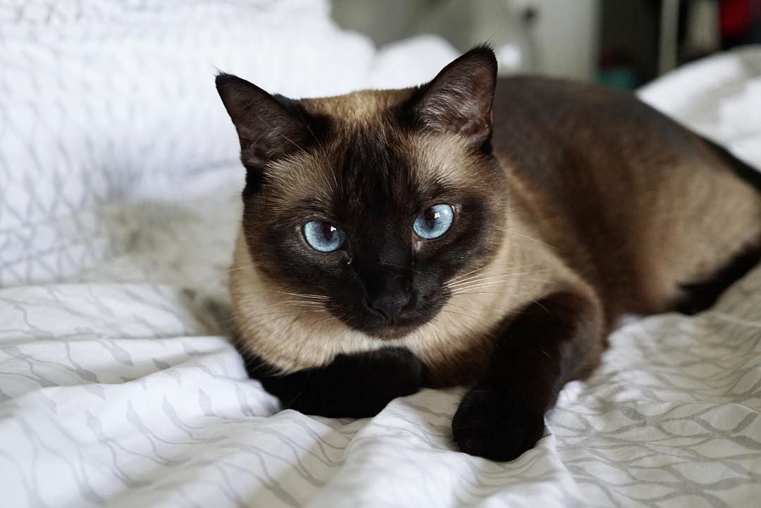 一个小猫在床上睡