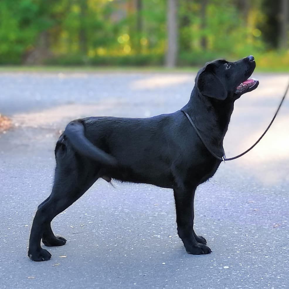 听话的拉布拉多寻回犬