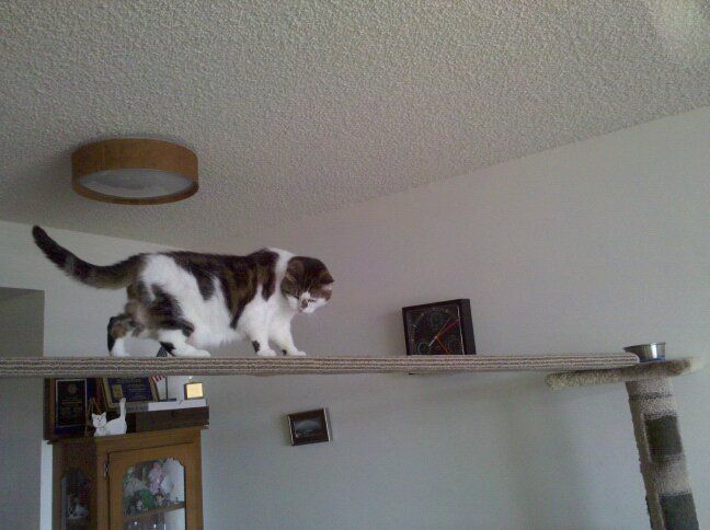 一只猫在猫树上