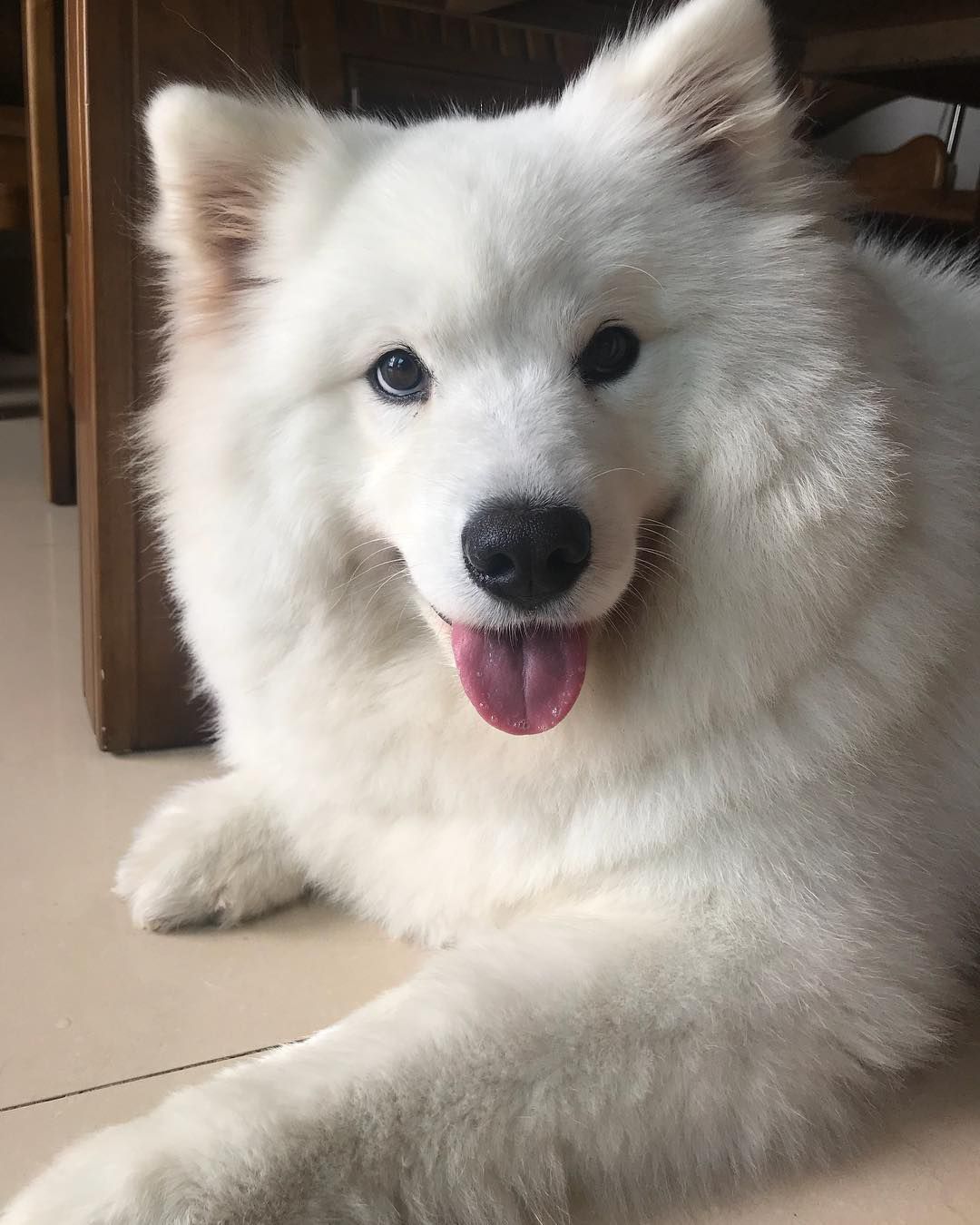 一只萨摩耶犬对着镜头微笑。