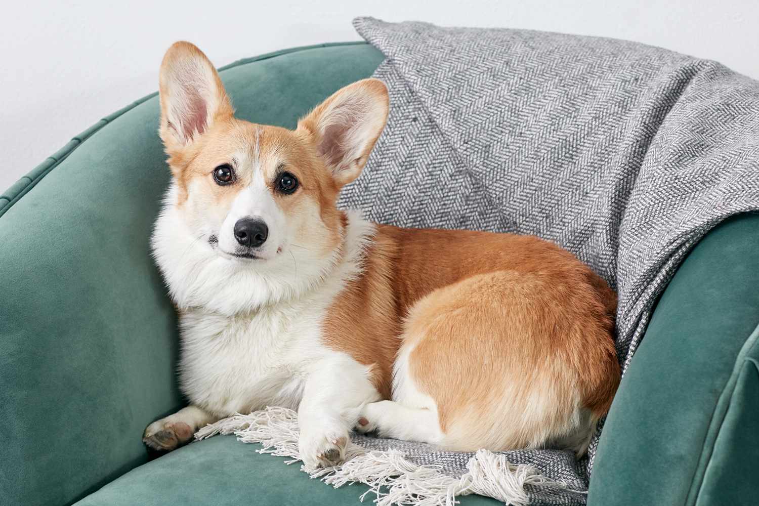 彭布罗克威尔士科基犬
