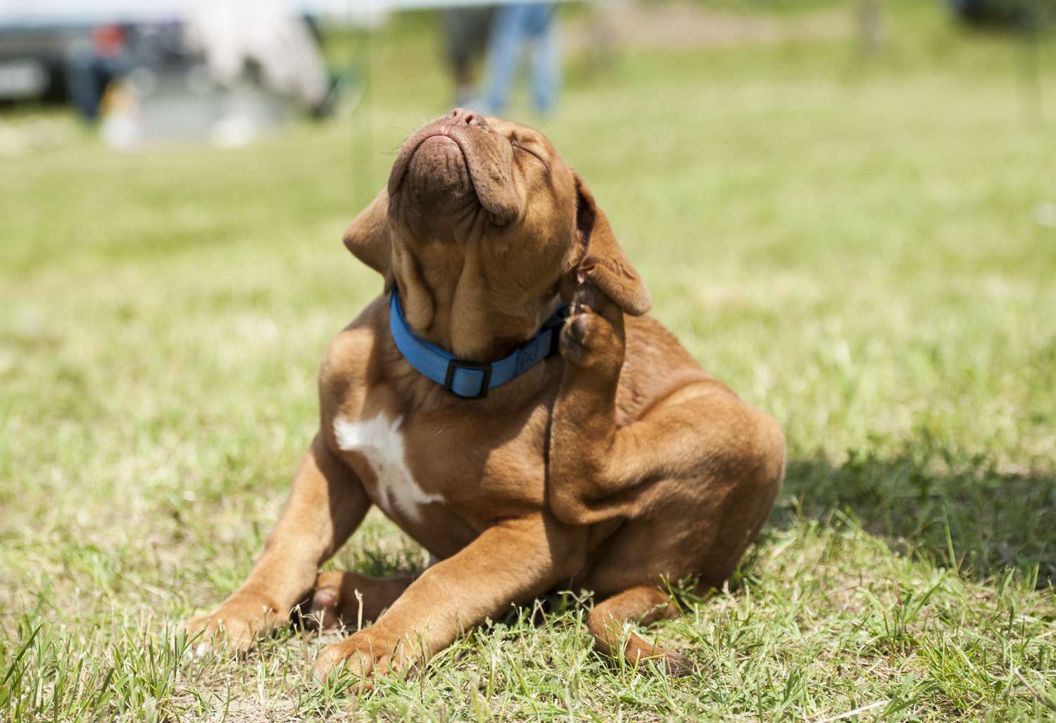 Itchy dog with excess skin folds