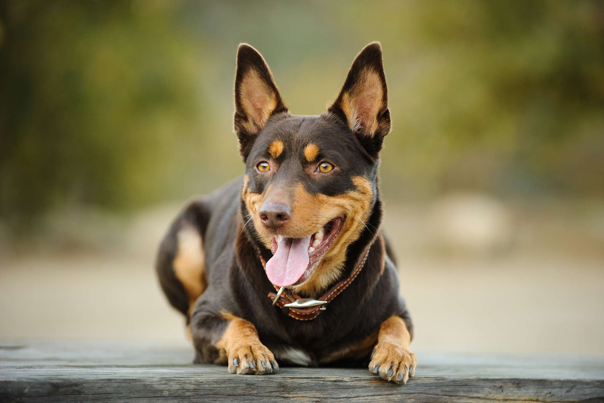 澳大利亚Kelpie躺在长凳上