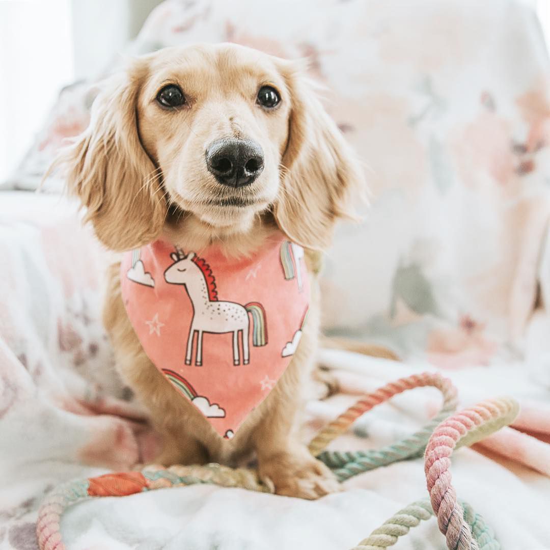 迷你腊肠犬玛雅