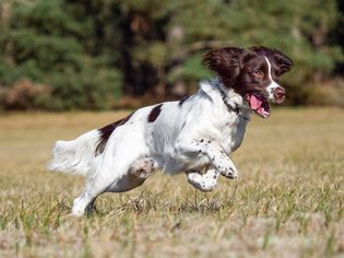 英国施普林格猎犬在田野里奔跑