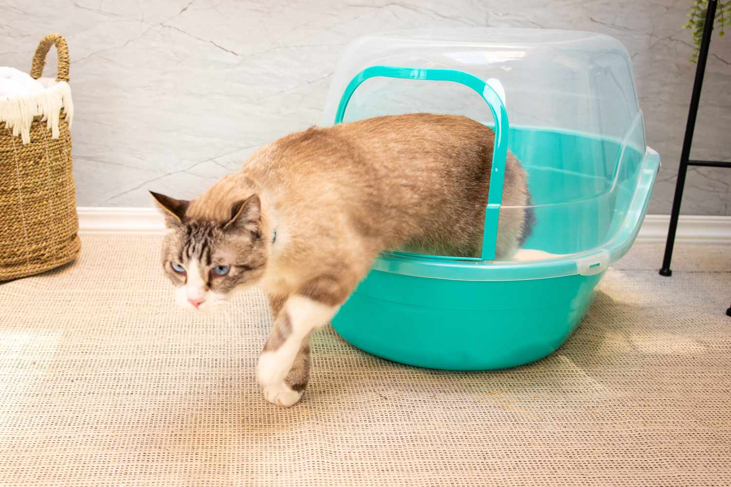 Petphabet Jumbo Hooded Cat Litter Box