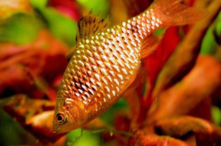 Puntius conchonius -玫瑰倒钩