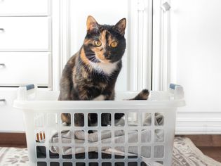 橙色和黑色的猫坐在叠好的衣服上