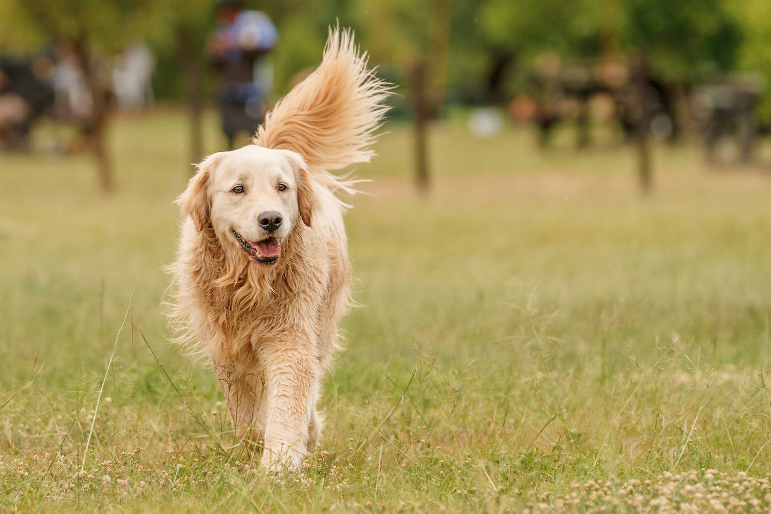 猎犬group-retriever
