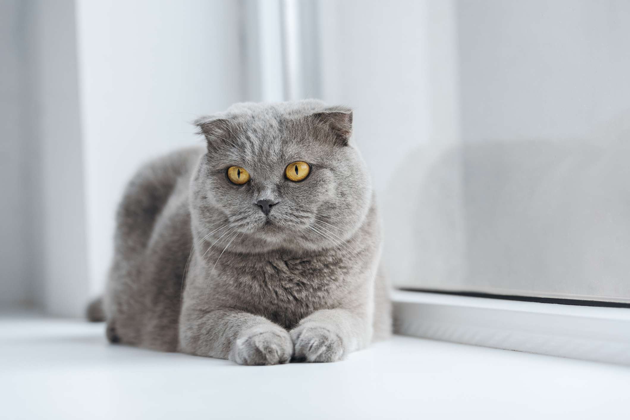 一只灰色的猫，耳朵向前折叠，眼睛是黄色的。