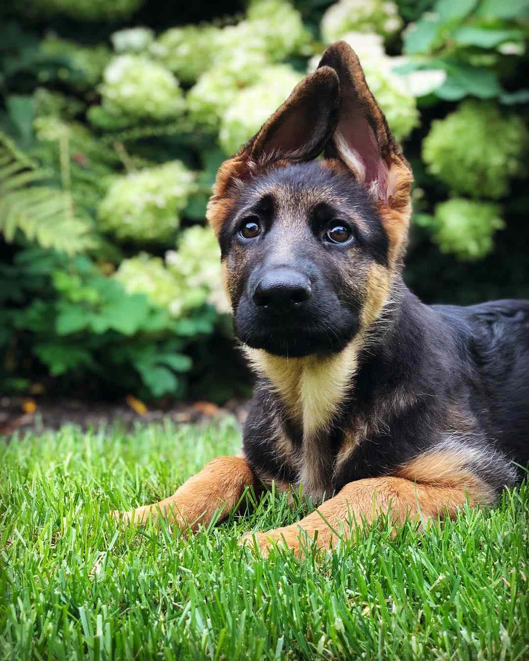 一只德国牧羊犬坐在外面。