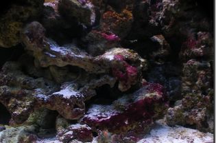 鱼缸里的活岩石被红色粘液包裹