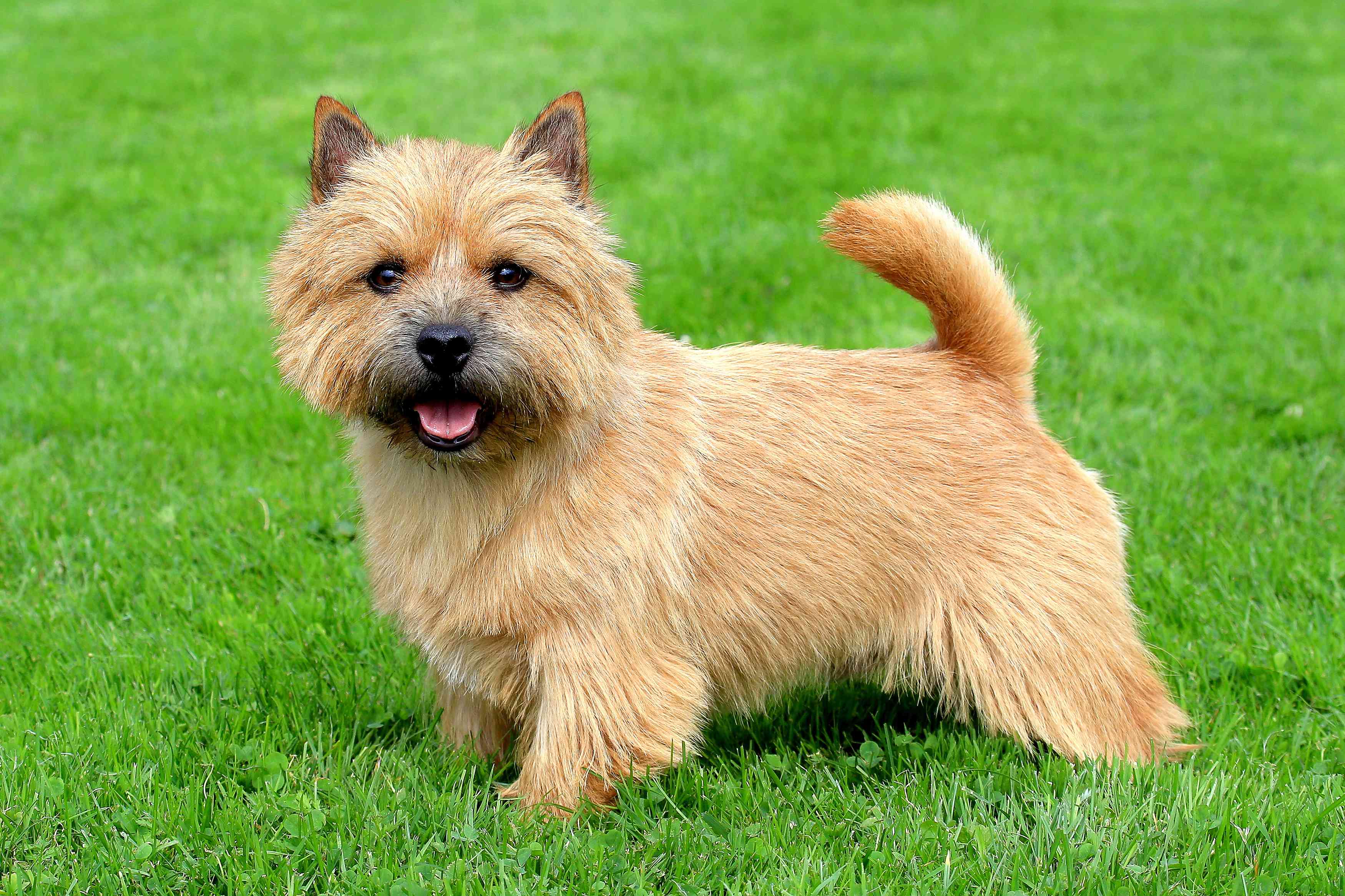 诺里奇梗犬