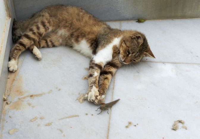 街头猫捕捉蚱蜢，圣托林，基克拉迪斯，希腊
