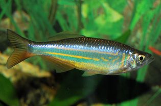 Devario aequipinnatus -巨人Danio