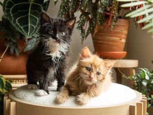 黑棕相间的小猫站在有软垫的座位上，旁边是室内植物
