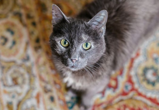 灰色的猫，绿眼睛站在有图案的地毯上