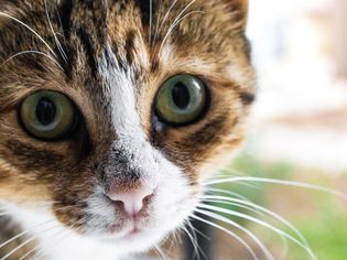 猫的脸