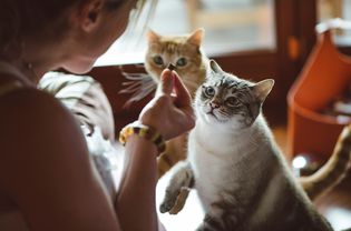 一位女士正在款待两只猫