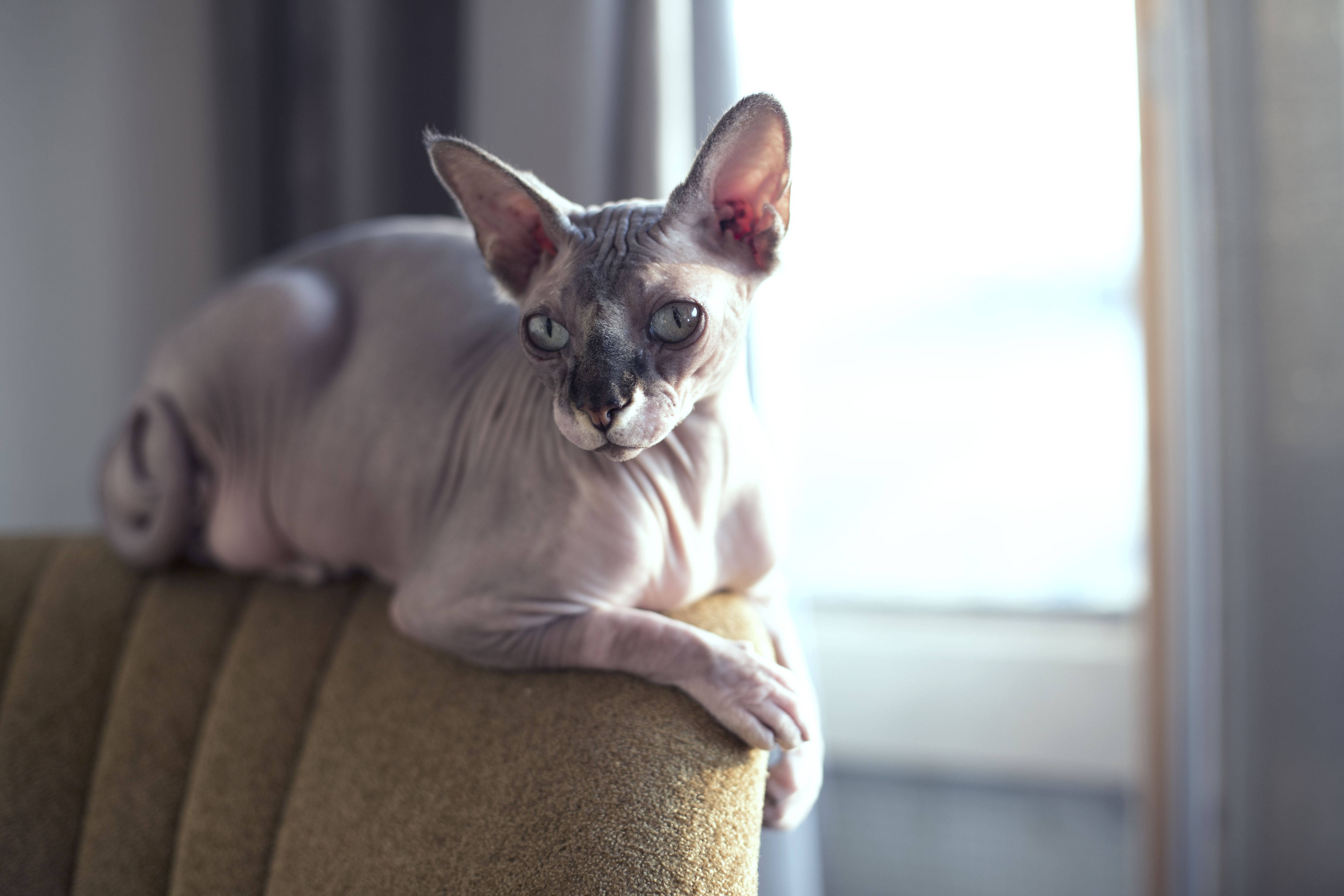 斯芬克斯猫坐在椅子上