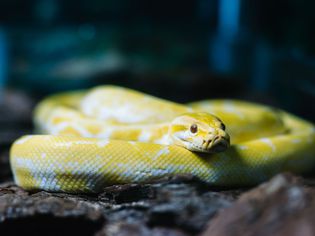 pet snake breeds