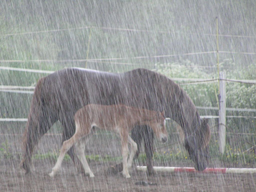 在雨中