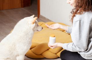 Dog taking a pill