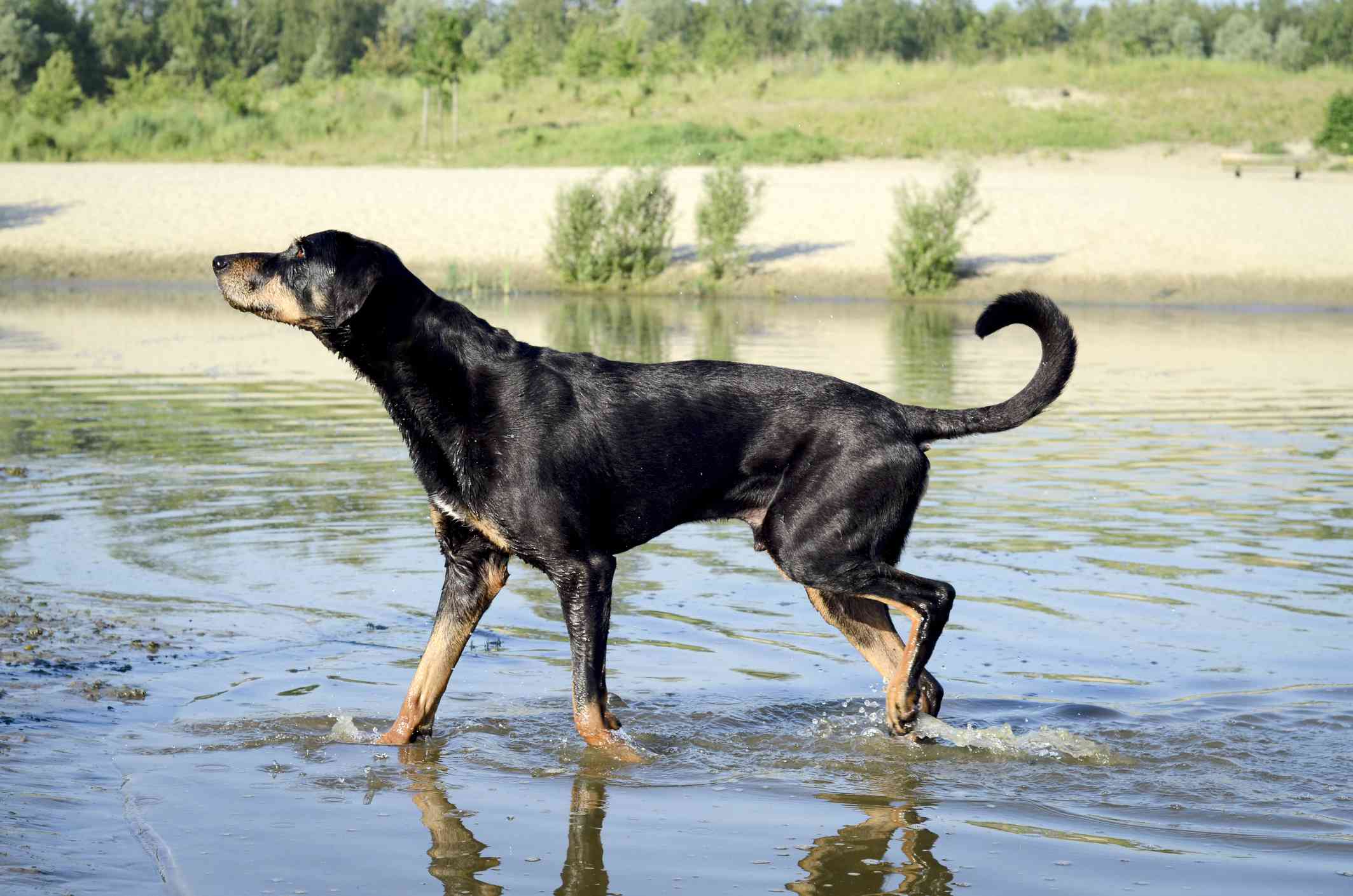 特兰西瓦尼亚猎犬(Erdelyi Kopó)
