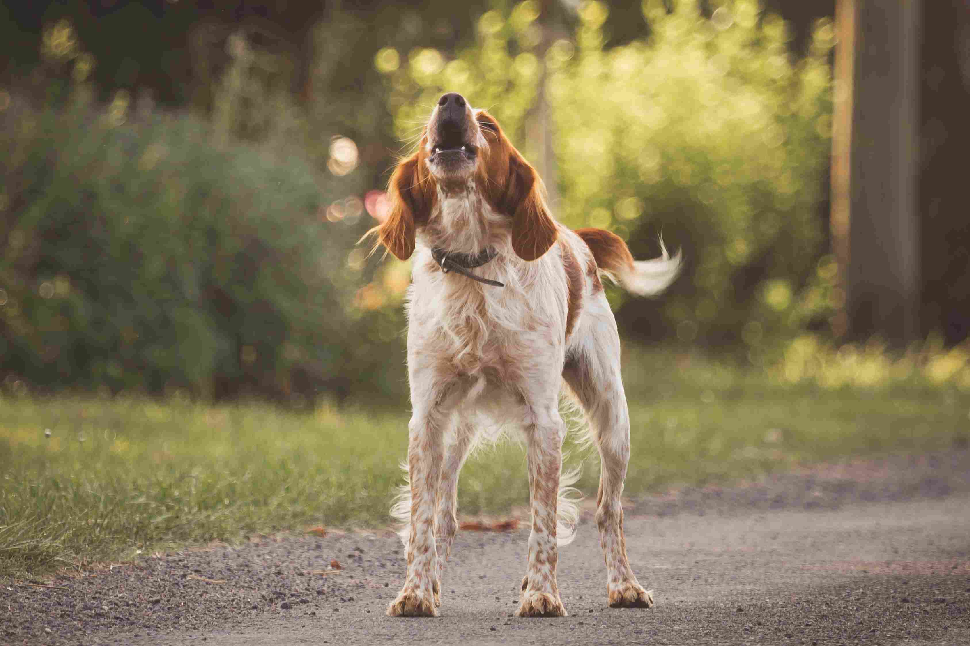 猎犬的狗叫声