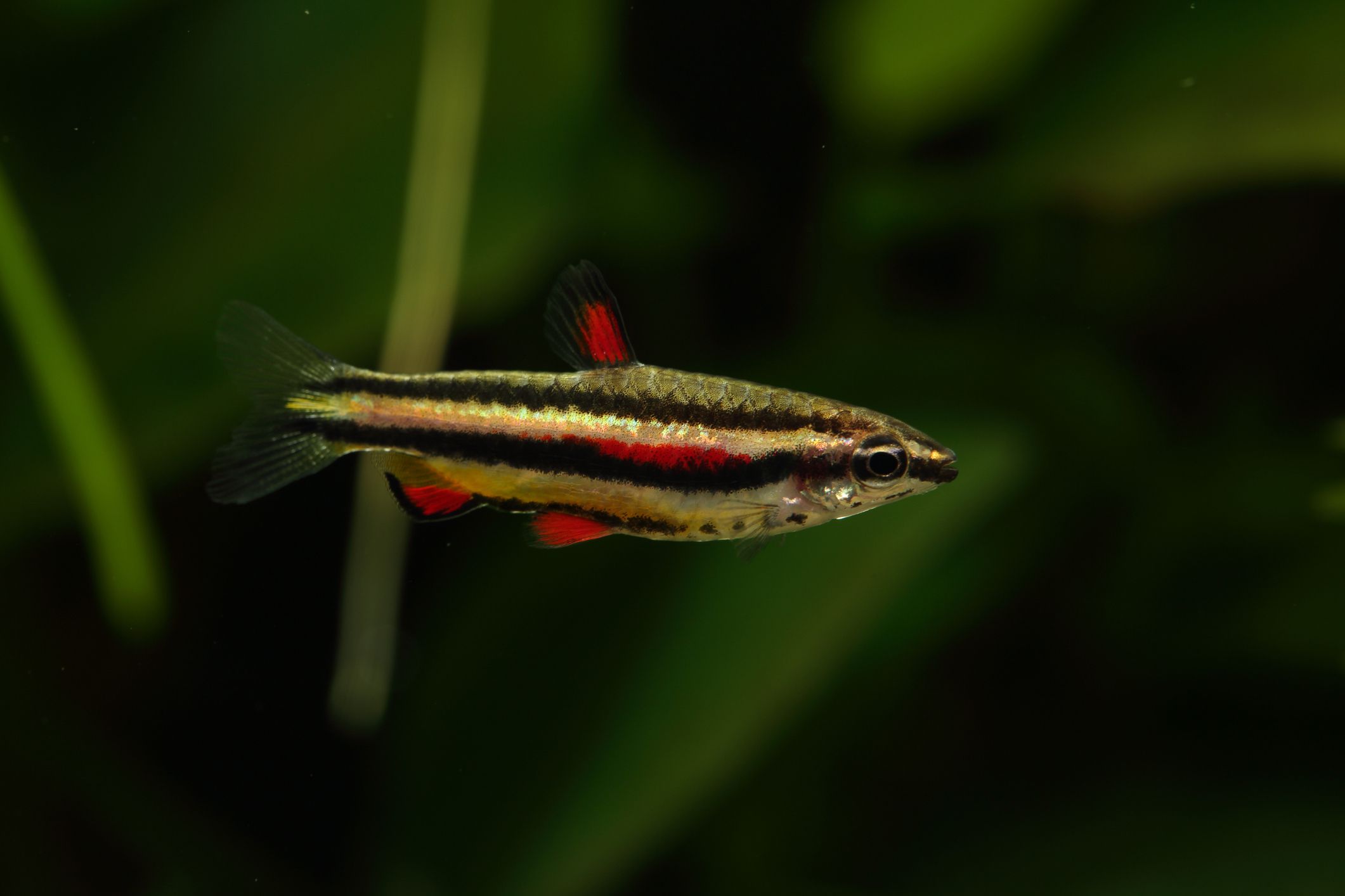 矮pencilfish