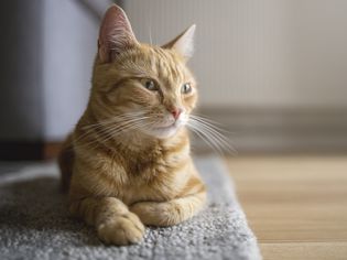 地毯上的猫