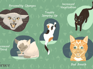 你的猫生病的迹象