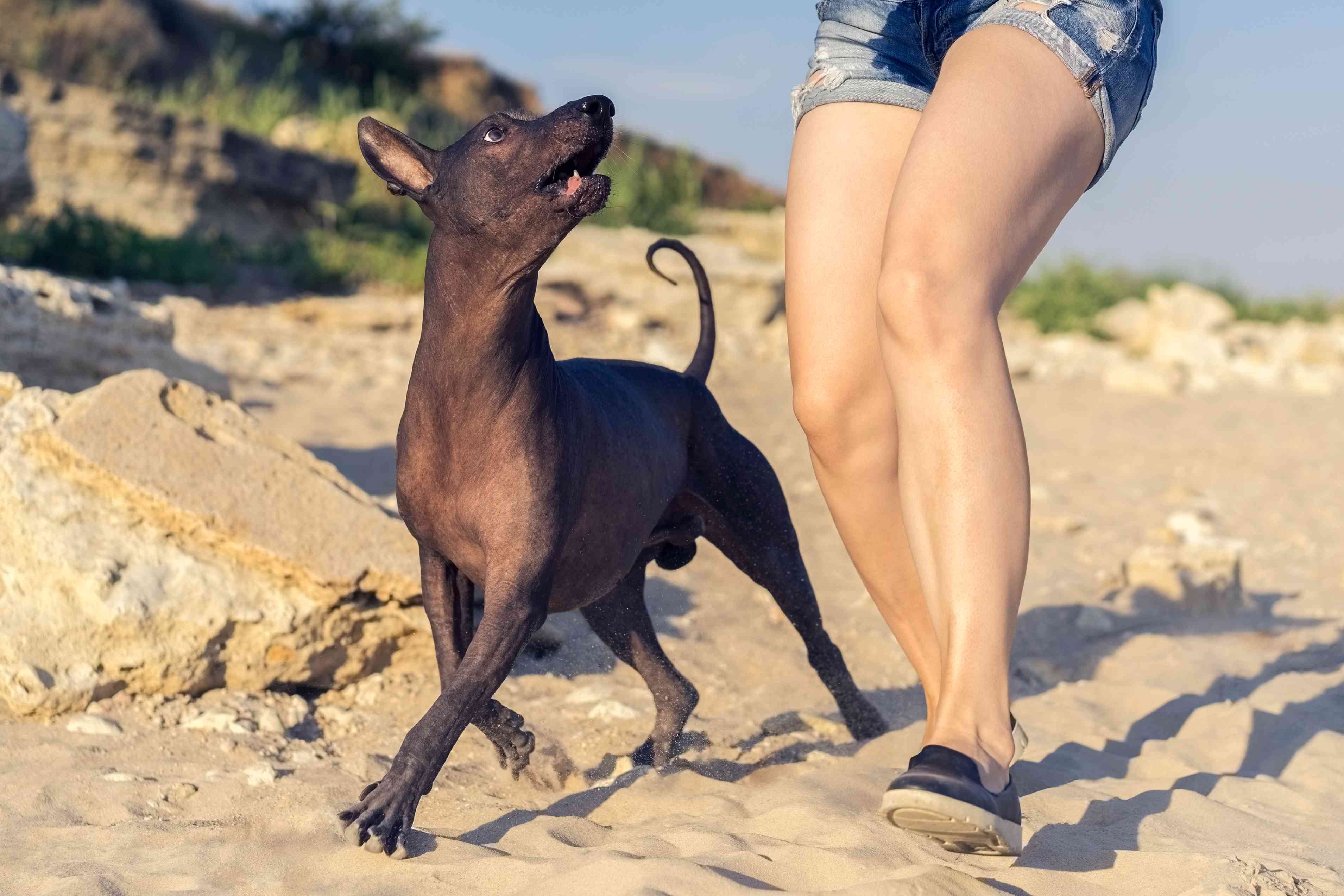 墨西哥无毛犬