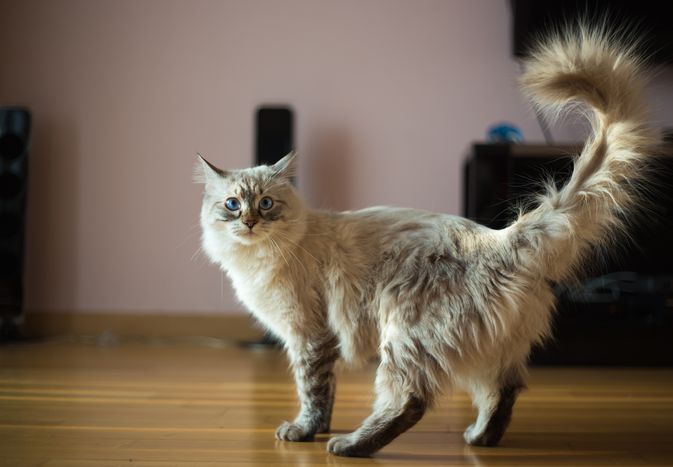 尾巴在空中的猫