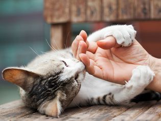 猫的爪子