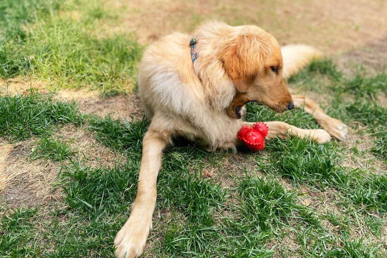 Dog laying in the grass and chewing on the Playology Puppy Bounce Ball Dog Toy